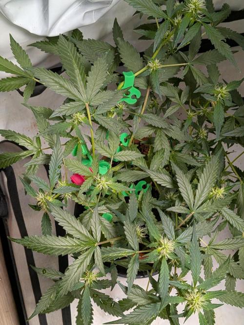 🥦Honey, I Shrunk the Broccoli! Micro. Week 8