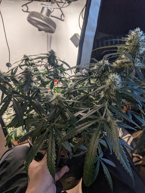 Sticky broccoli  🥦 Eternity Cup 2026. Week 11