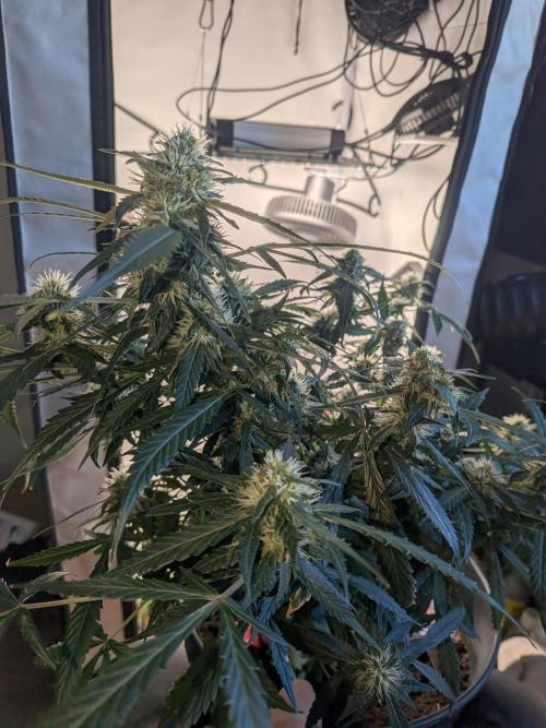 Sticky broccoli  🥦 Eternity Cup 2026. Week 11