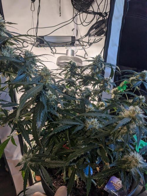 Sticky broccoli  🥦 Eternity Cup 2026. Week 11