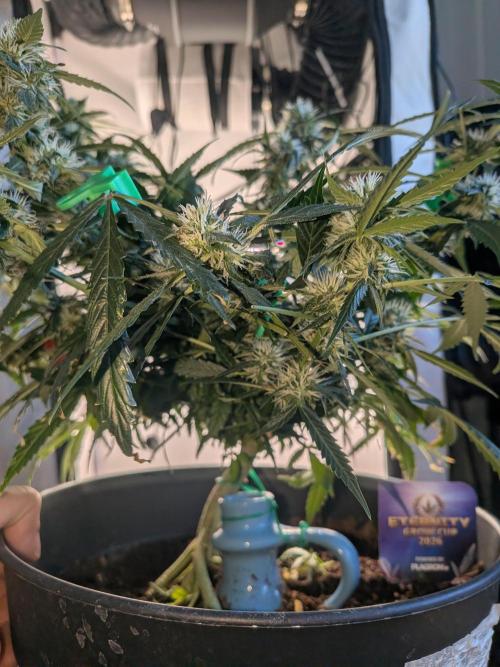 Sticky broccoli  🥦 Eternity Cup 2026. Week 11