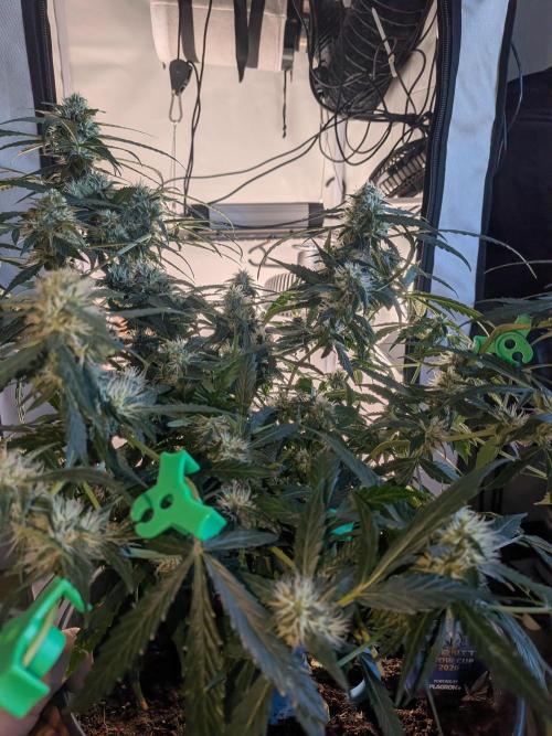Sticky broccoli  🥦 Eternity Cup 2026. Week 11