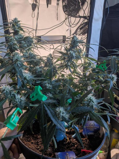 Sticky broccoli  🥦 Eternity Cup 2026. Week 11