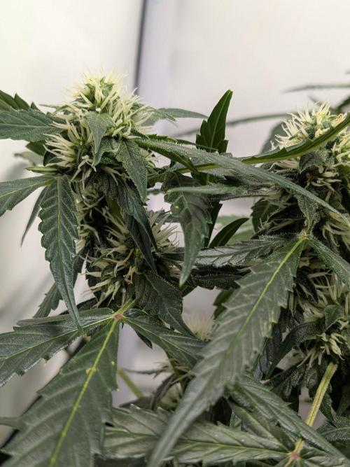 Sticky broccoli  🥦 Eternity Cup 2026. Week 11