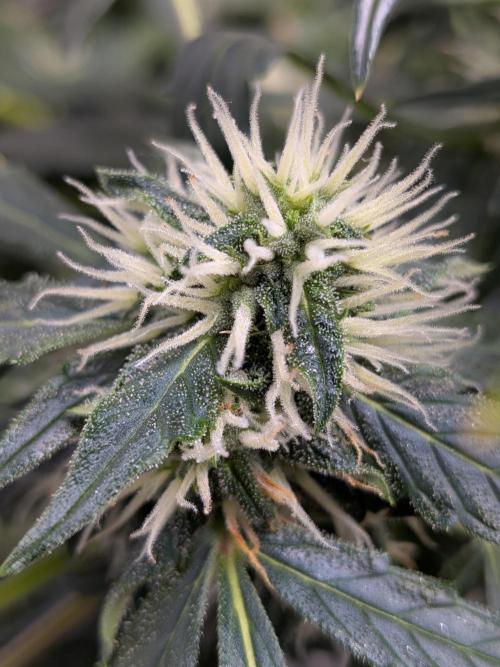 Sticky broccoli  🥦 Eternity Cup 2026. Week 11
