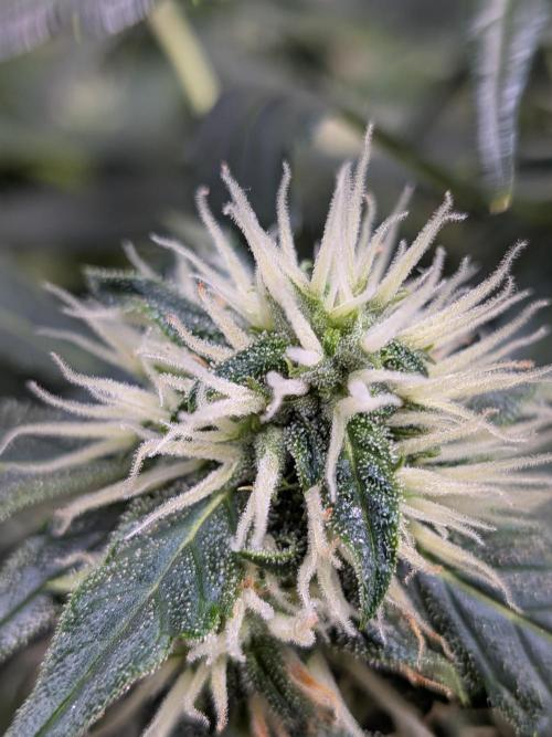 Sticky broccoli  🥦 Eternity Cup 2026. Week 11