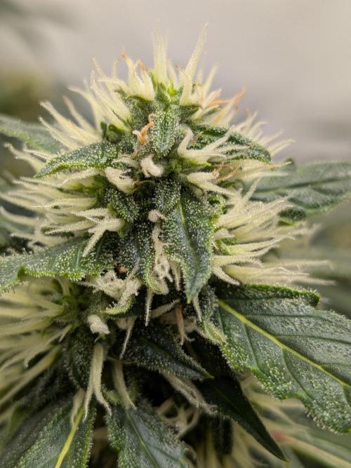 Sticky broccoli  🥦 Eternity Cup 2026. Week 11
