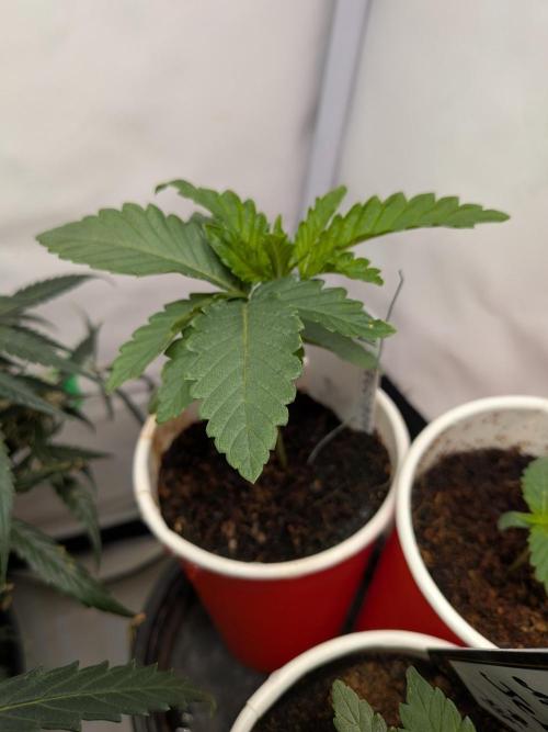 Devil Cookies One | USA Genetics 2026. Week 3