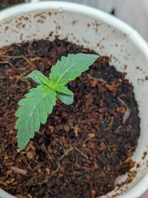 Khalifa Kush | outdoor 2026. Week 1