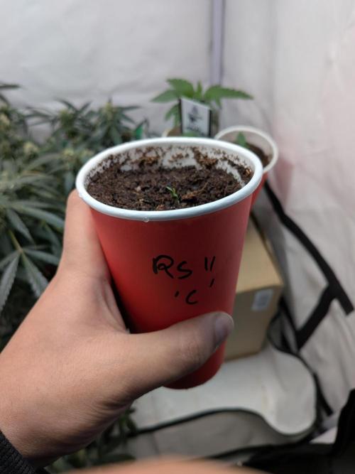 RS11(C) | GanjaFarmer. Week 0