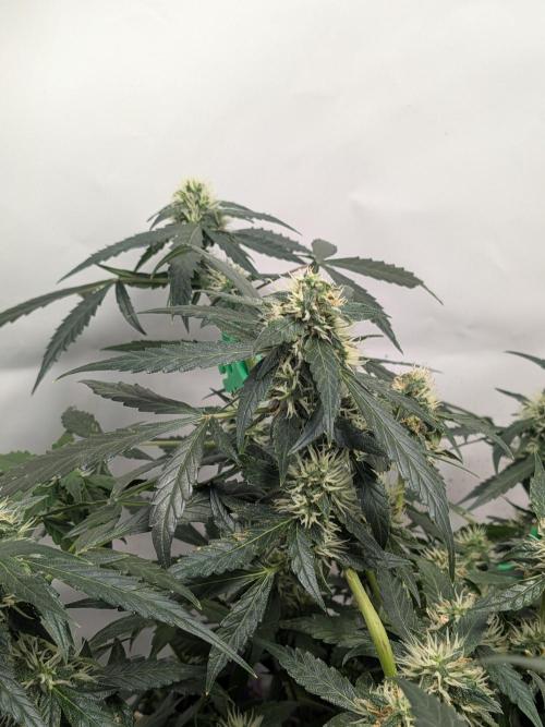 Sticky broccoli  🥦 Eternity Cup 2026. Week 11