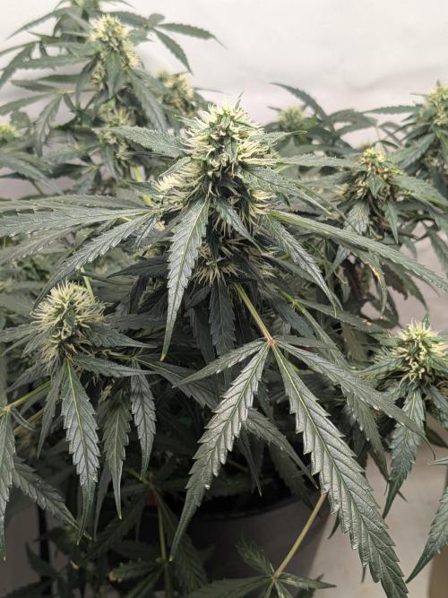 Sticky broccoli  🥦 Eternity Cup 2026. Week 11