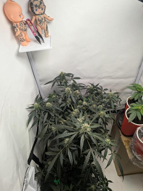 Sticky broccoli  🥦 Eternity Cup 2026. Week 11