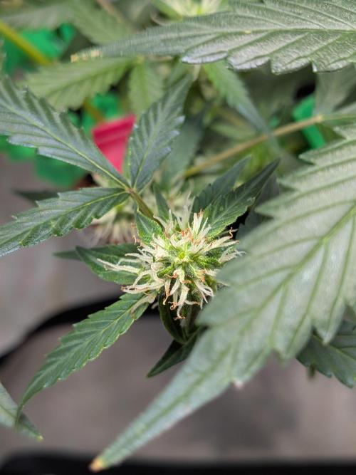 🥦Honey, I Shrunk the Broccoli! Micro. Week 8