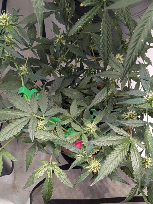 🥦Honey, I Shrunk the Broccoli! Micro. Week 8