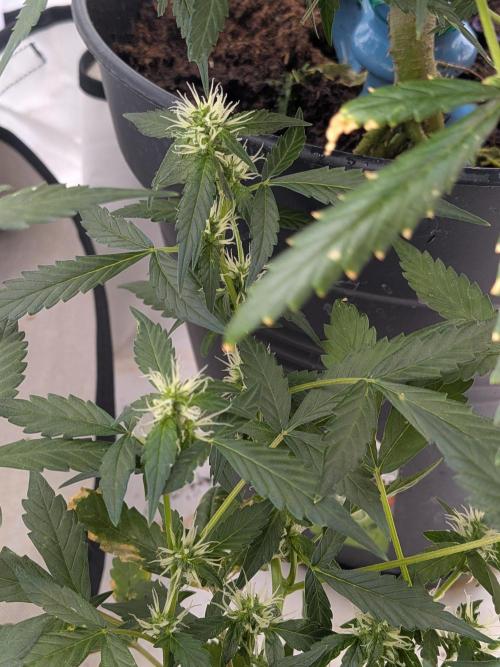 🥦Honey, I Shrunk the Broccoli! Micro. Week 8