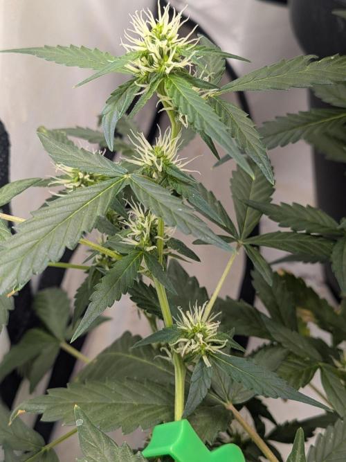 🥦Honey, I Shrunk the Broccoli! Micro. Week 8