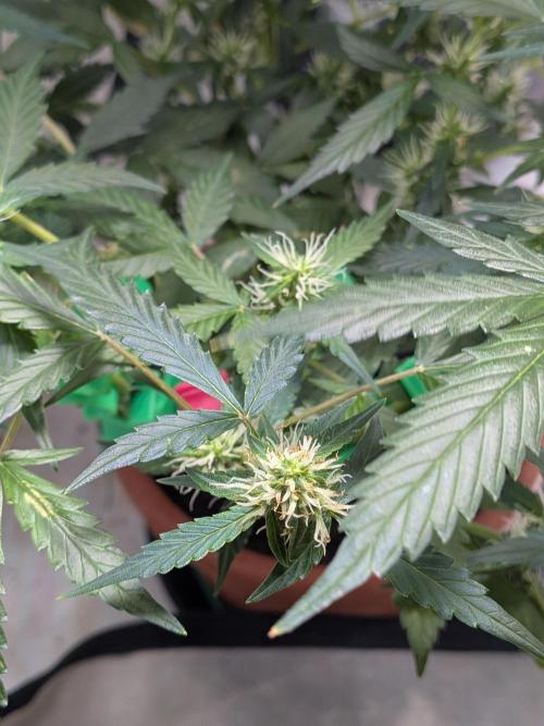 🥦Honey, I Shrunk the Broccoli! Micro. Week 8