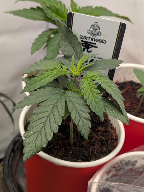 Mellow Jelly | Exclusive Zamnesia. Week 3