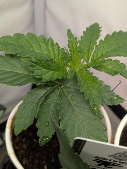 Devil Cookies One | USA Genetics 2026. Week 3