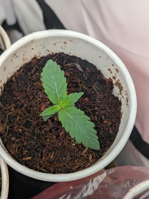 Khalifa Kush | outdoor 2026. Week 1