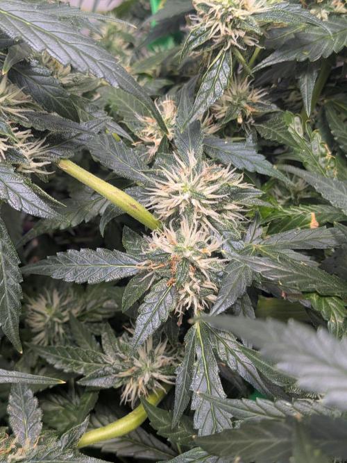 Sticky broccoli  🥦 Eternity Cup 2026. Week 11