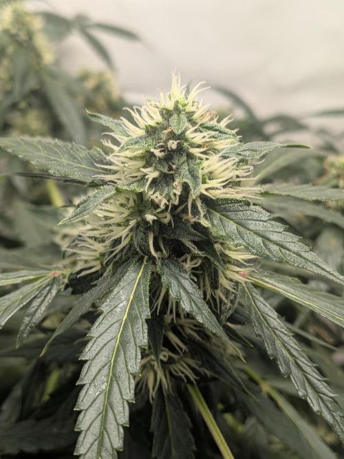 Sticky broccoli  🥦 Eternity Cup 2026. Week 11