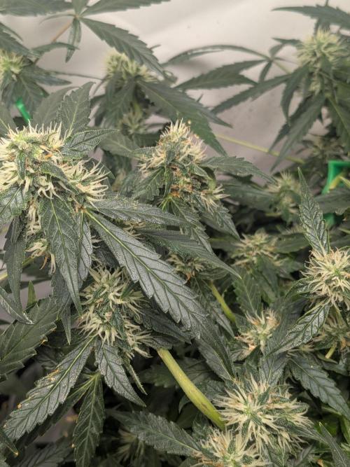 Sticky broccoli  🥦 Eternity Cup 2026. Week 11