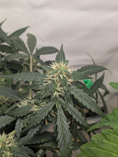 Sticky broccoli  🥦 Eternity Cup 2026. Week 11