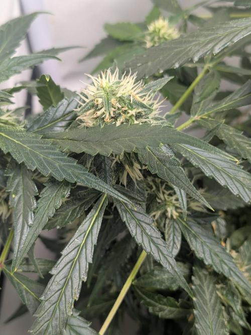 Sticky broccoli  🥦 Eternity Cup 2026. Week 11