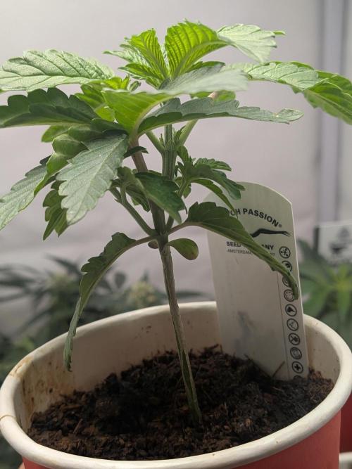 Devil Cookies One | USA Genetics 2026. Week 3
