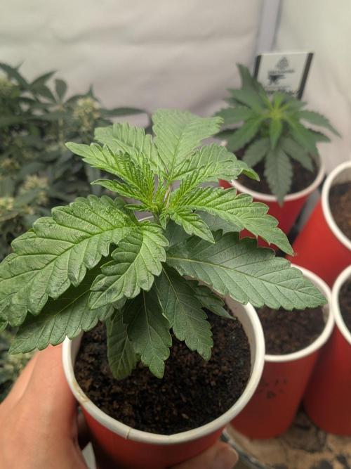 Devil Cookies One | USA Genetics 2026. Week 3