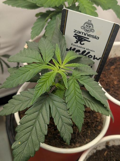 Mellow Jelly | Exclusive Zamnesia. Week 3
