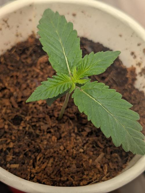Khalifa Kush | outdoor 2026. Week 1