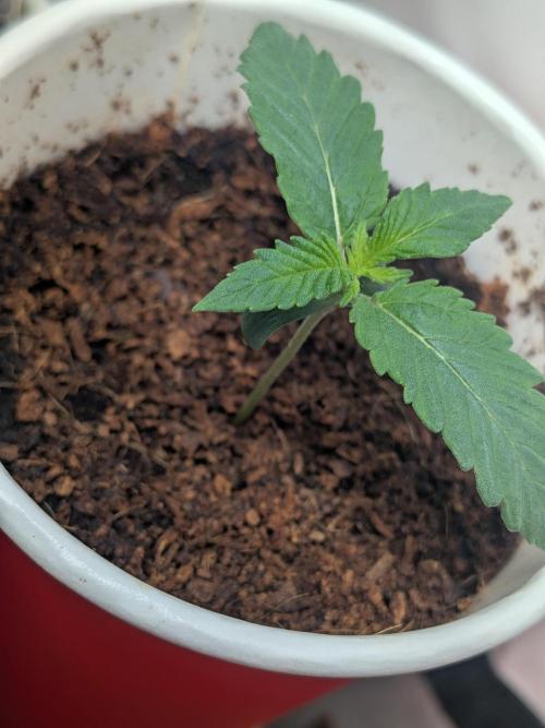 Khalifa Kush | outdoor 2026. Week 1