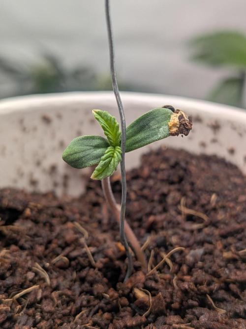 RS11(B) | GanjaFarmer. Week 0