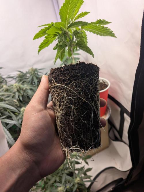 Devil Cookies One | USA Genetics 2026. Week 3