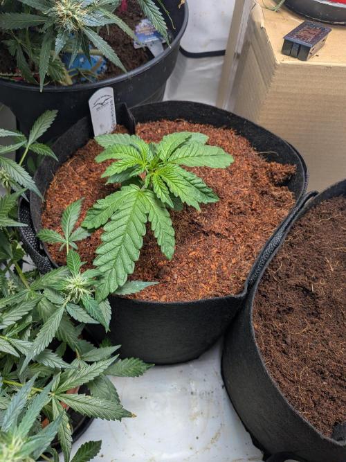 Devil Cookies One | USA Genetics 2026. Week 3