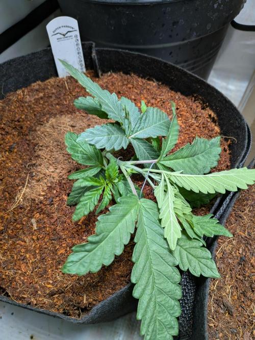 Devil Cookies One | USA Genetics 2026. Week 3