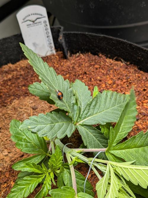 Devil Cookies One | USA Genetics 2026. Week 3