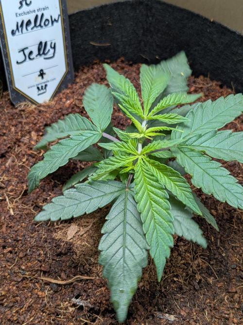 Mellow Jelly | Exclusive Zamnesia. Week 3