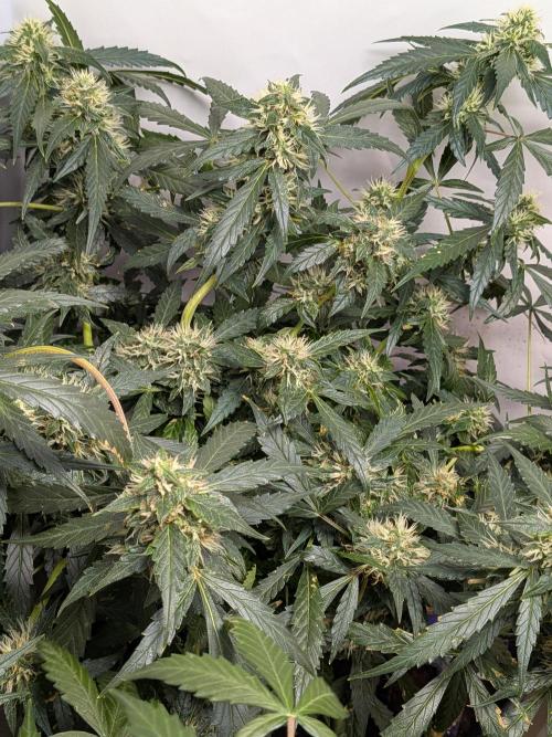 Sticky broccoli  🥦 Eternity Cup 2026. Week 11