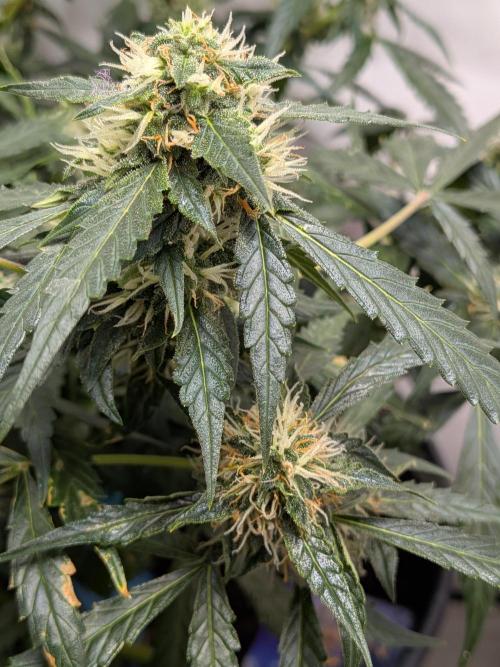 Sticky broccoli  🥦 Eternity Cup 2026. Week 11