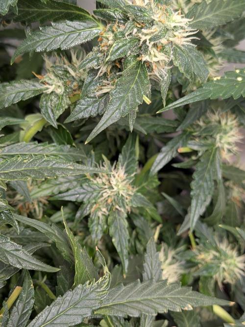 Sticky broccoli  🥦 Eternity Cup 2026. Week 11
