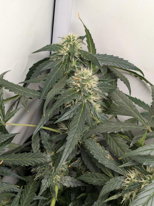 Sticky broccoli  🥦 Eternity Cup 2026. Week 11
