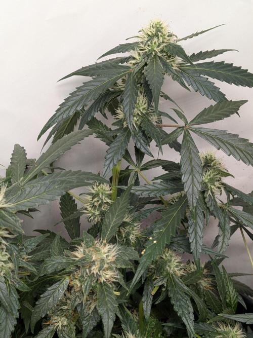 Sticky broccoli  🥦 Eternity Cup 2026. Week 11