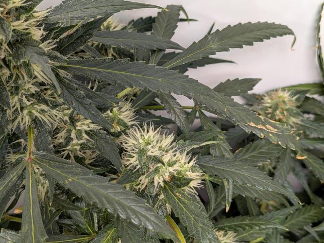 Sticky broccoli  🥦 Eternity Cup 2026. Week 11