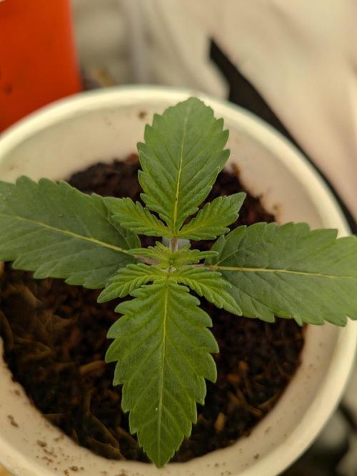 Khalifa Kush | outdoor 2026. Week 1