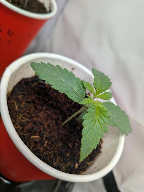Khalifa Kush | outdoor 2026. Week 1