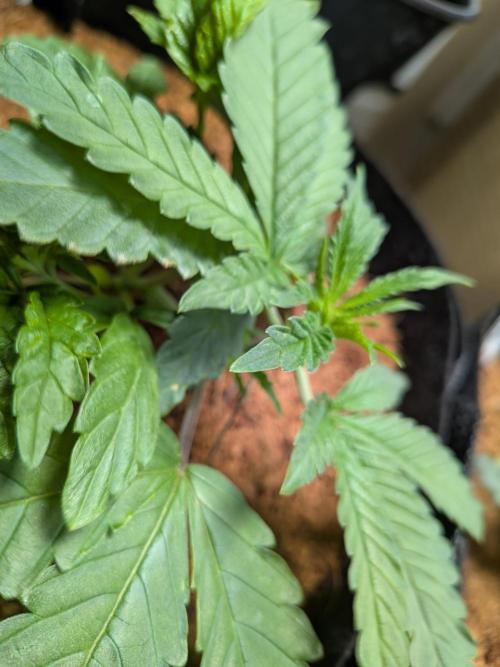 Devil Cookies One | USA Genetics 2026. Week 4